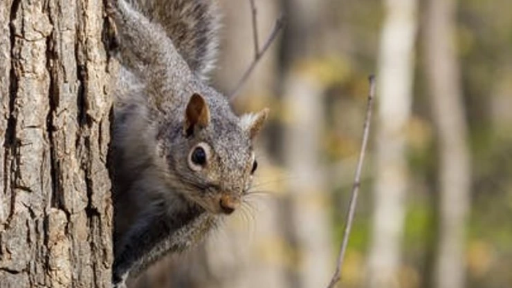 ardilla pueblo gales.jpg