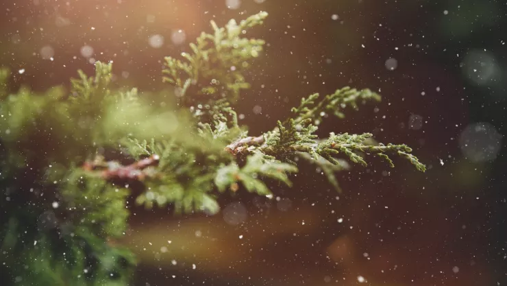 ¡No lo tires a la basura! Dale una segunda oportunidad a tu arbolito de Navidad