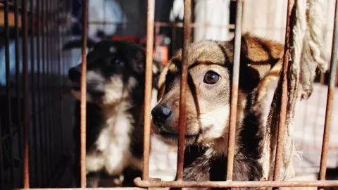 ¿Cuál es la pena máxima por maltrato animal en México_