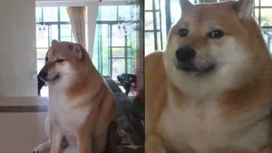 Hospitalizan a Cheems, el famoso perrito de los memes