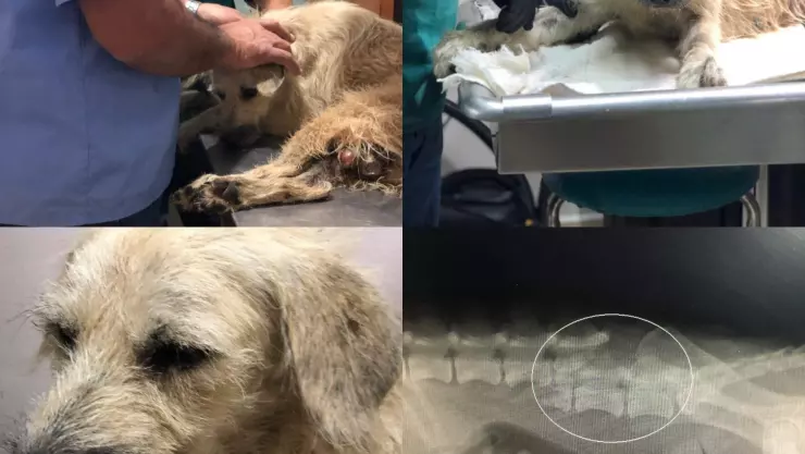 Muere perro al que le detonaron pirotecnia en los genitales