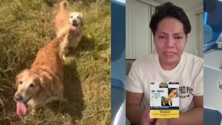 “Llévense todo, nada más quiero a mis perritas": Asaltan a un joven, vacían sus cuentas y le roban a sus mascotas en Huauchinango, Puebla