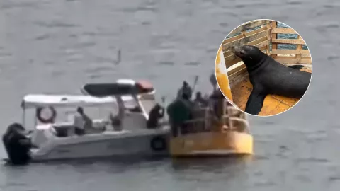 Rescatan a lobo marino en Topolobampo