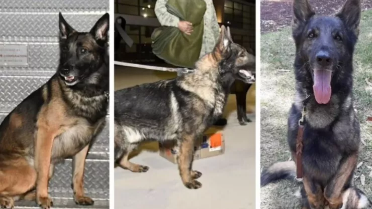 Muere Proteo perrito rescatista de la SEDENA en Turquía