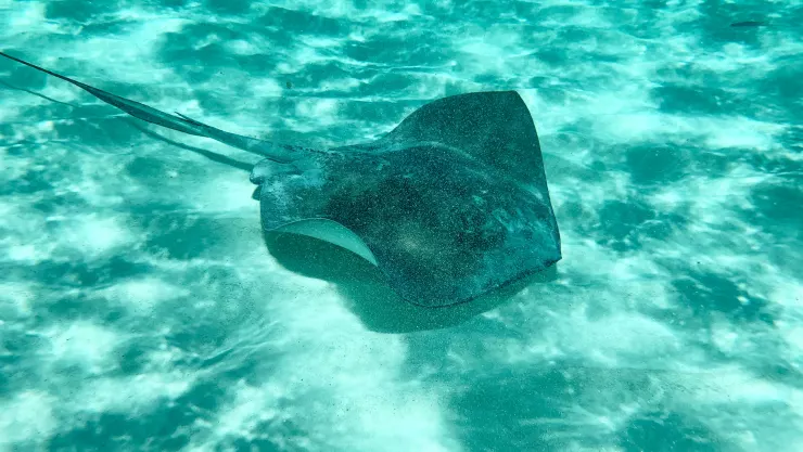 quitar-aguijon-a-mantarrayas-orden-cavernaria-gobernador-sonora