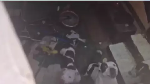 ataque perros pitbull CDMX hoy