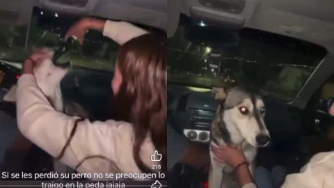 Jóvenes-emborrachan-a-una-perrita-callejera-en-Ciudad-Madera-Chihuahua-una-sería-estudiante-UPNECH