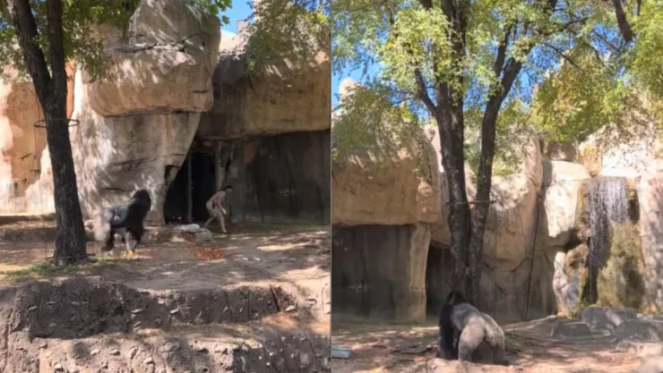 Gorila persigue a cuidadoras