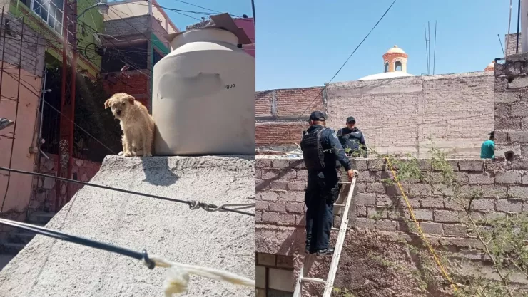 Perrita abandonada en la azotea, Guanajuato capital