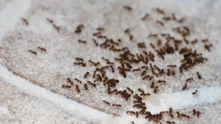 Conoce el remedio casero para eliminar hormigas