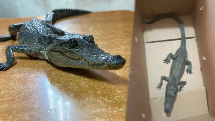 Cocodrilo bebé en un kinder.jpg
