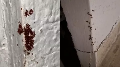 Denuncian infestación de garrapatas en San Fermín, Culiacán