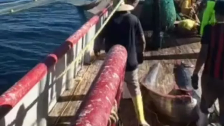 Hallazgo en altamar: pez remo gigante sorprende a tripulación en Puerto Peñasco