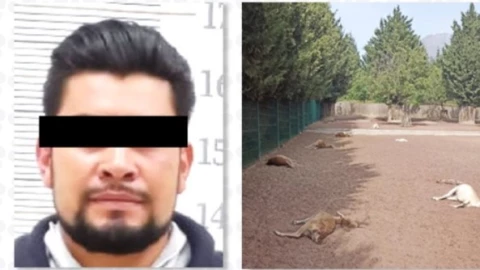Sentencian al “matavenados” por crueldad animal en Puebla