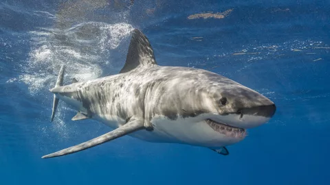 Localizador tiburón blanco 