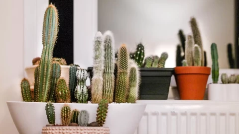 feng shui cactus en casa.png
