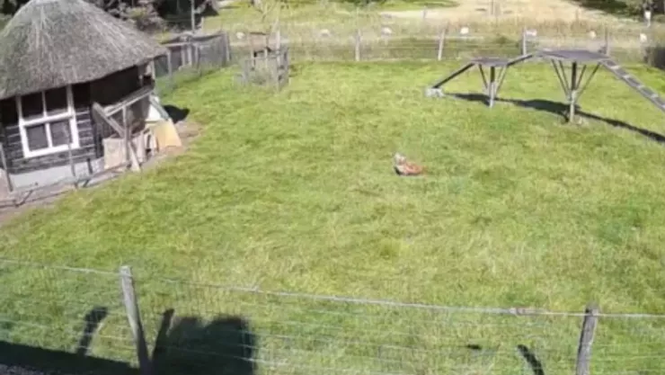 Animales rescatan a una gallina del ataque de un halcón. (VIDEO)