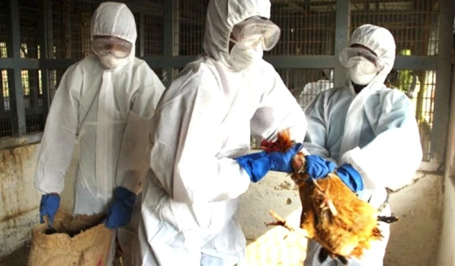 China registró pérdidas por 400 mil millones de yuanes a causa de la gripe aviar H7N9