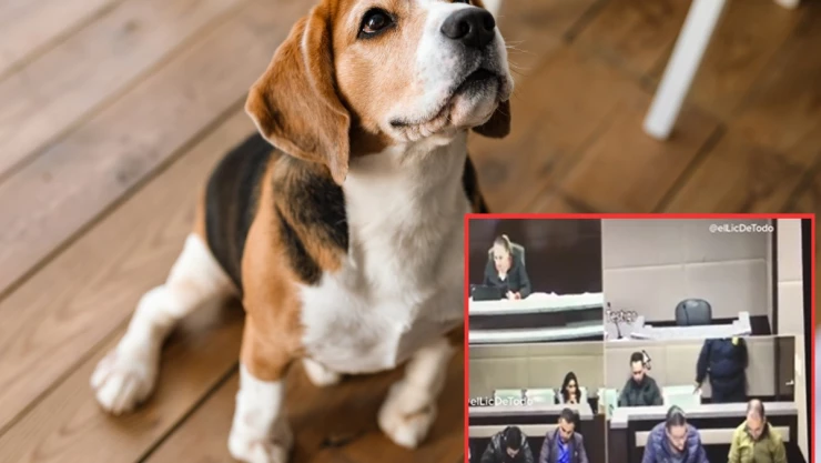 Citan a perro a declarar