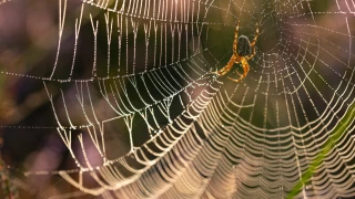 araña