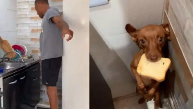VIDEO_ Perro roba un pedazo de pan y fue descubierto; su reacción se viraliza en redes