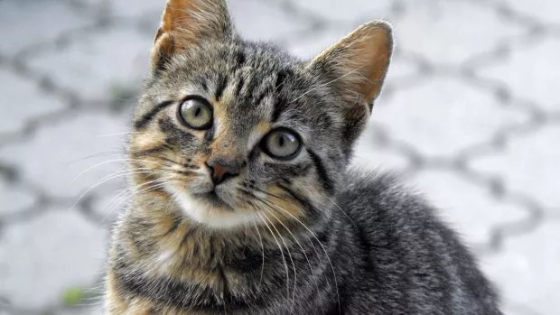 gatos atigrados, rayas c.jpg