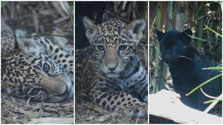 Algunos nombres para ponerle a los jaguares son Muun (Tierno), Wayak (El soñado), Tonalli (Calor del Sol).