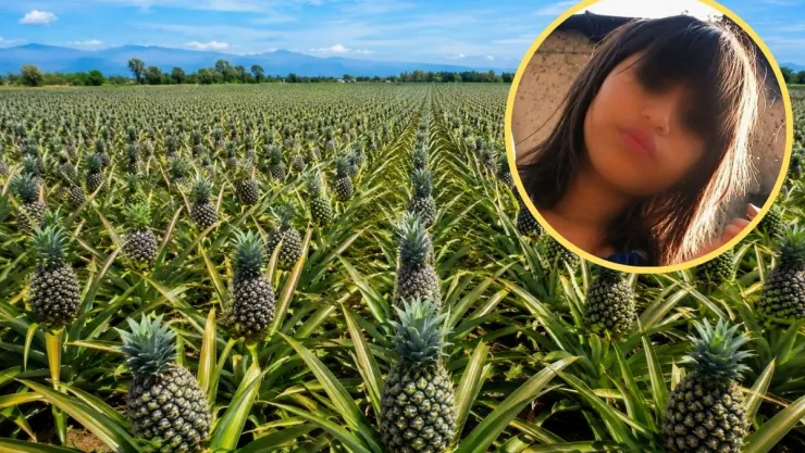 Niña cultivo de piña