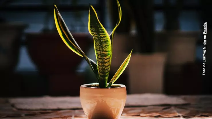 ¿Dónde poner la planta lengua de suegra para la abundancia?