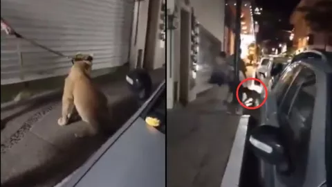 Captan en VIDEO a león salvaje en pleno centro de Puerto Vallarta y escapa de sus ‘dueños’ entre rasguños