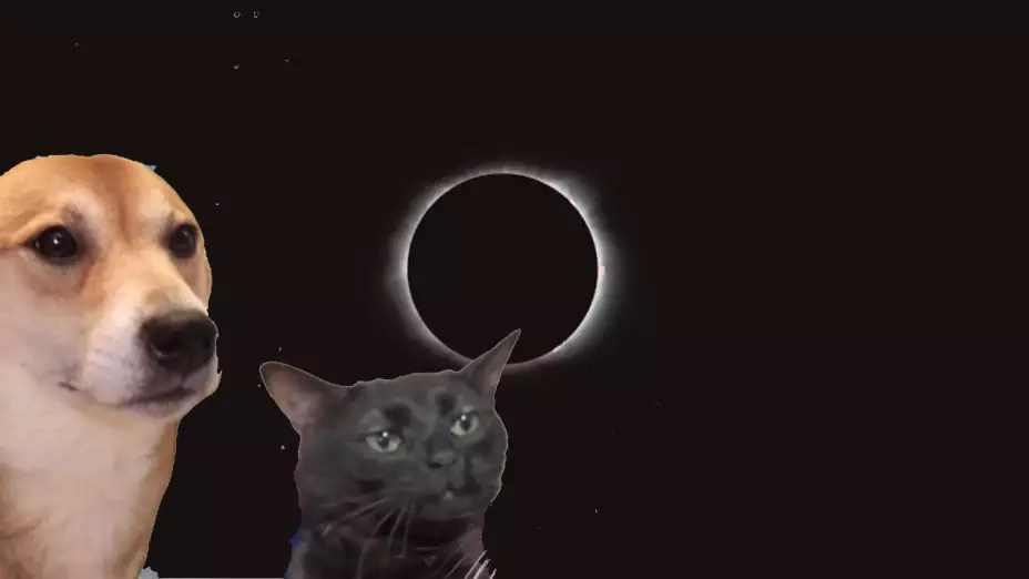 Así afectará el eclipse solar a tus mascotas este 8 de abril.jpg