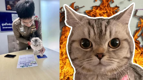 ¡Fuego! Gatita fue detenida en Bangkok por morder policías; se volvió viral.jpg