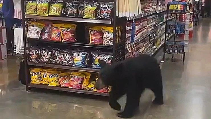 oso_supermercado_california