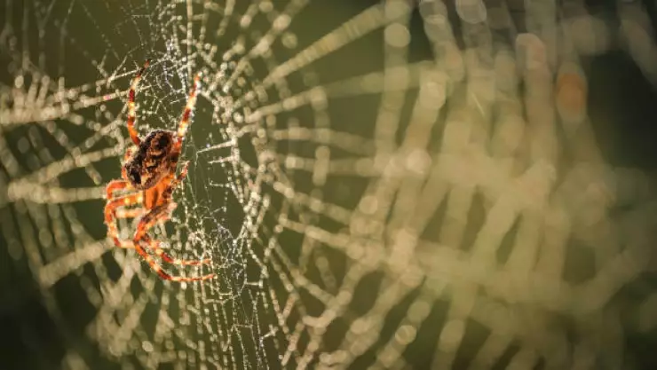 Telaraña