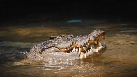 Cocodrilo devora a un adolescente frente a sus amigos en Indonesia; esto se sabe