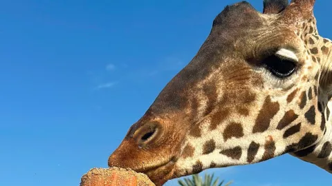Así puedes tener un picnic on la jirafa Benito en el recinto de Africam Safari