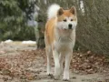 Famosos con un Hachiko en su vida (14).jpg