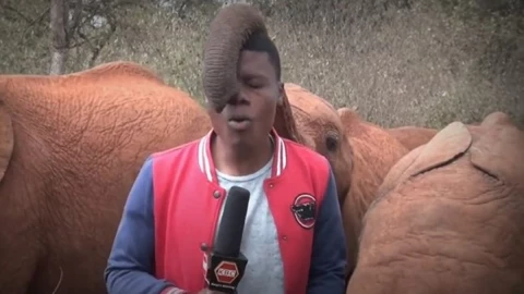 Elefante interrumpe a reportero en pleno en vivo.