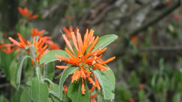 muicle planta