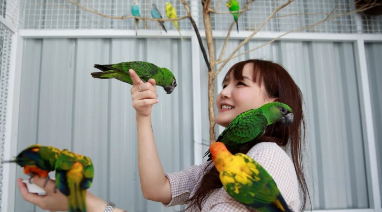 cafeteria tailandia aves