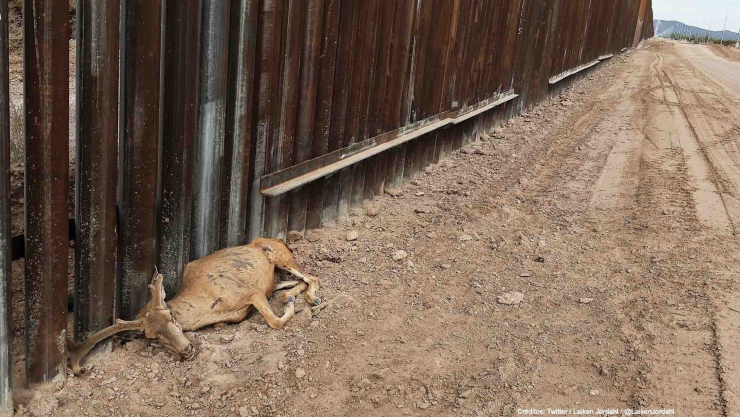 venado bura muere muro fronterizo.jpg