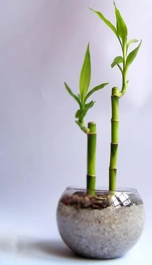 Bambú de la suerte
