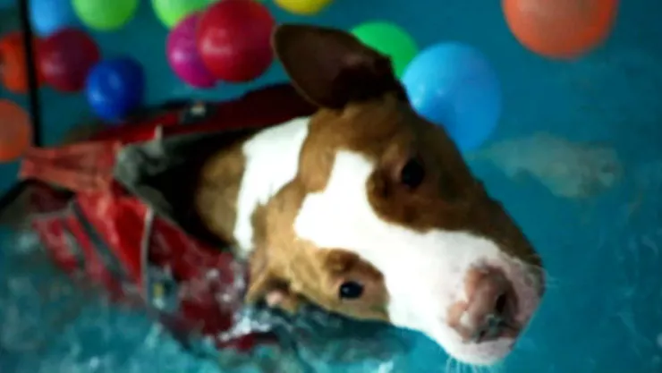 Gimnasio para perros Al extremo 16 jul 18