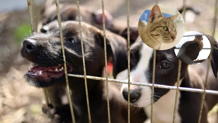 La Policía inaugura albergue temporal para gatitos, perritos y otras especies en CDMX