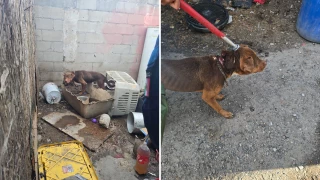 Rescatan a mascotas víctimas de maltrato en Villa del Real.png