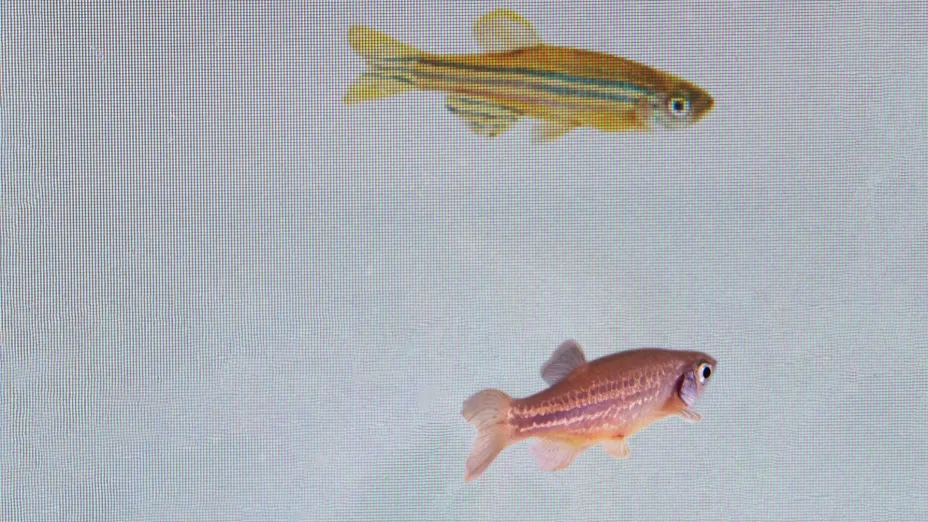 Peces pueden sentir el temor de otro pez_AP.jpg