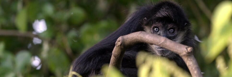 Mono arana indomable x naturaleza