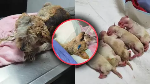 Perrita embarazada rescatada en explosión Pipa Gas Iztapalapa: ¿Qué pasó con cereza y sus cachorros Actualización