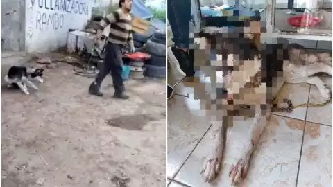 agresión a perro en ATEMPAN, Puebla