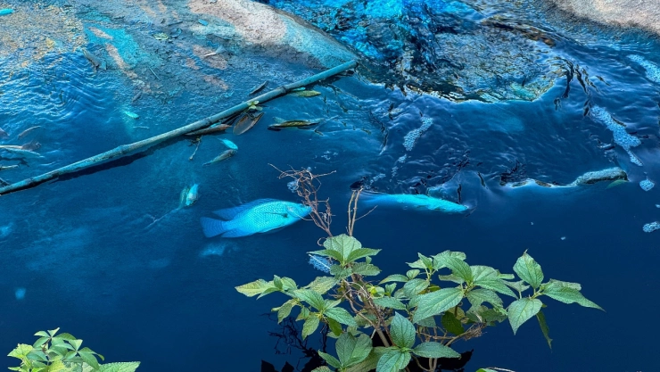 Ave azul por derrame colorante Río Jundiaí São Paulo Brasil contaminación ambiental Lago de las Tulipas Jardín Botánico Jundiaí mayo 2025.